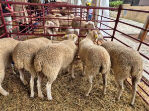 Fira d'Oví i Caprí de Calvià (2)